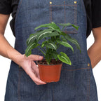 Syngonium Wendlandii Black Velvet