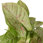 Syngonium Confetti