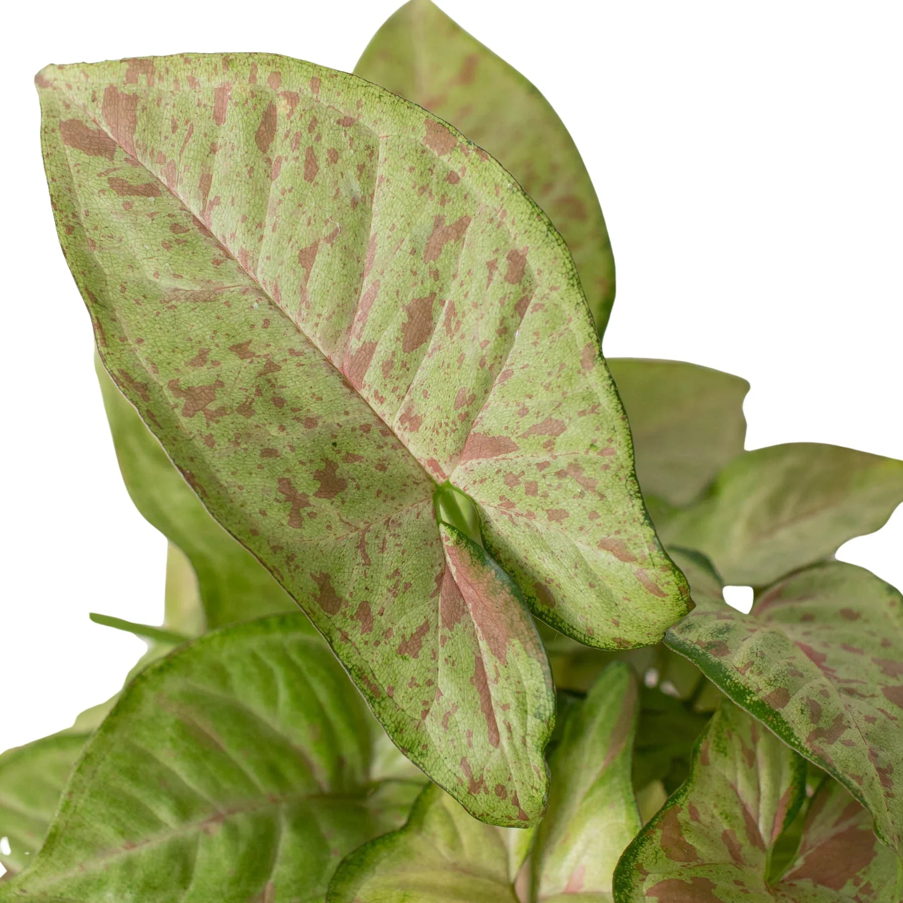Syngonium Confetti