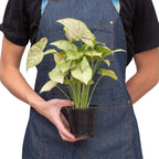 Syngonium Confetti