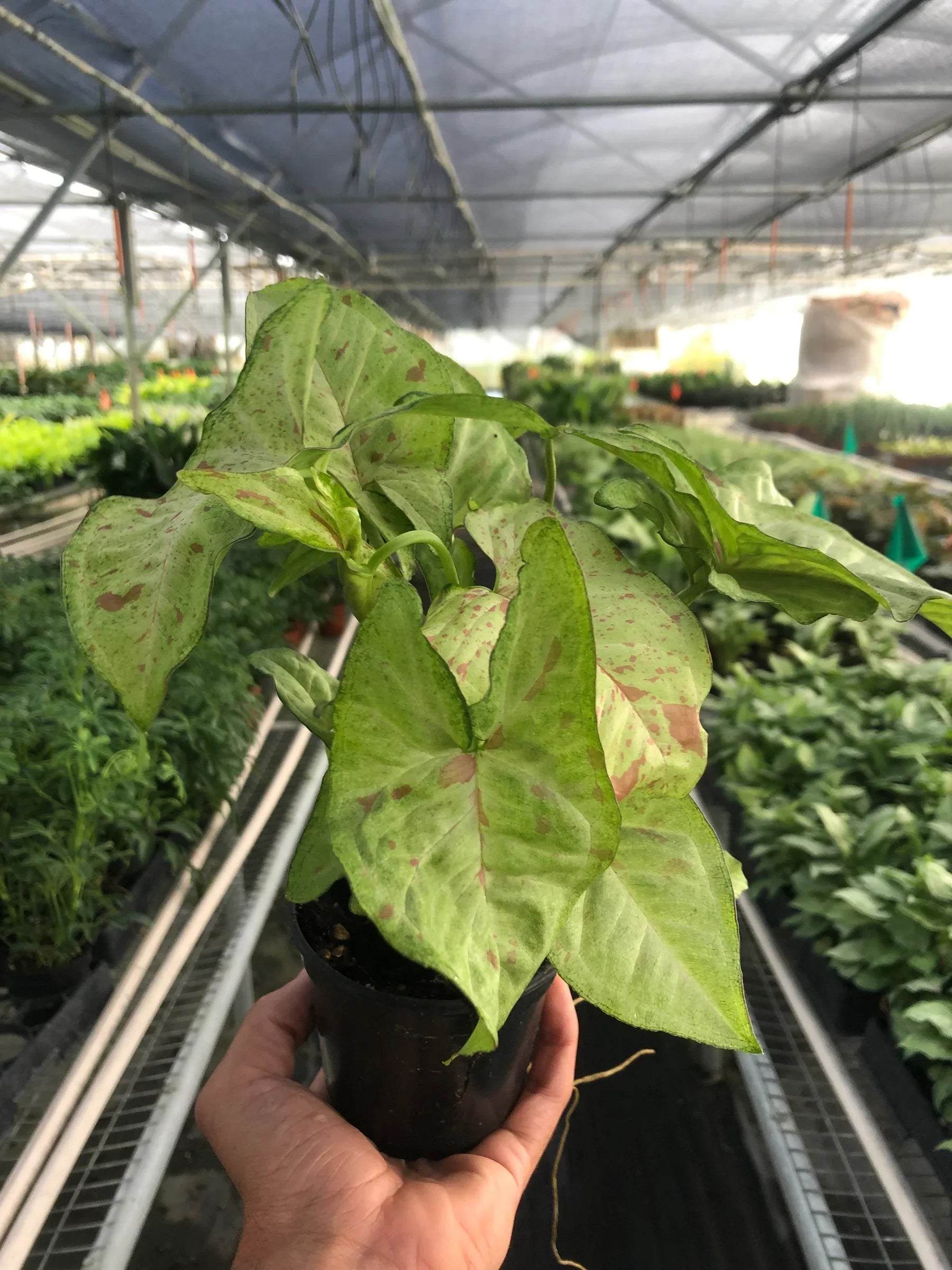 Syngonium Confetti