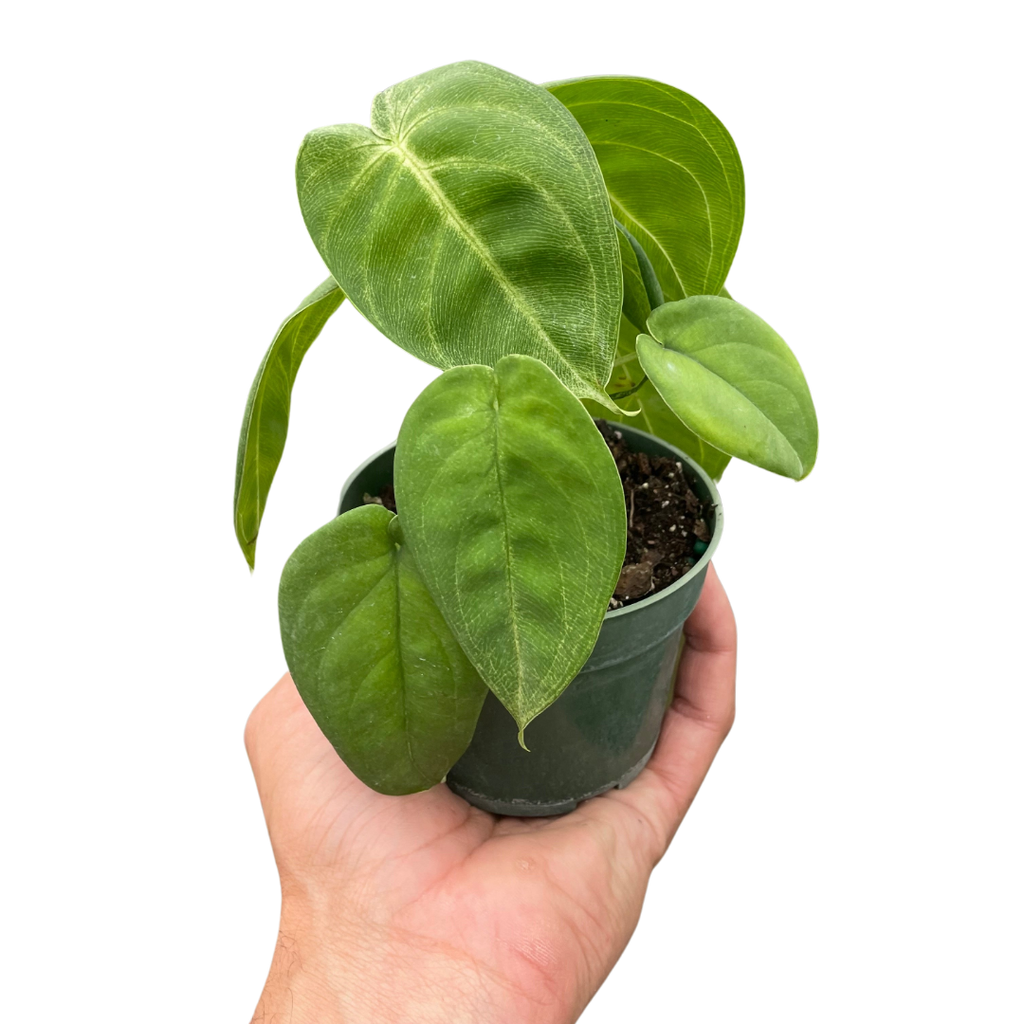 Syngonium Ice Frost
