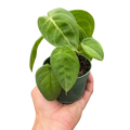 Syngonium Ice Frost