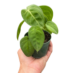 Syngonium Ice Frost