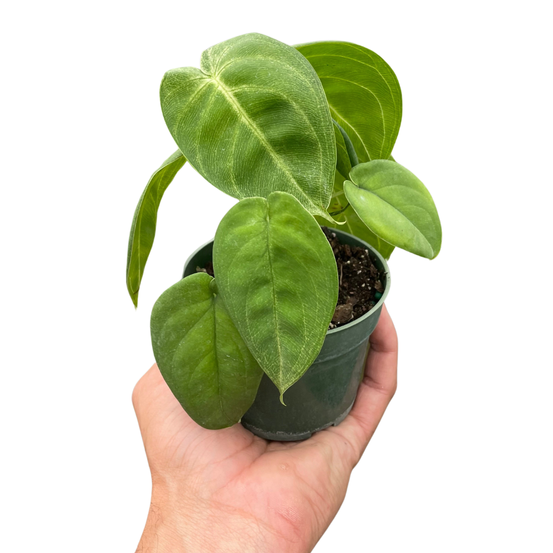 Syngonium Ice Frost