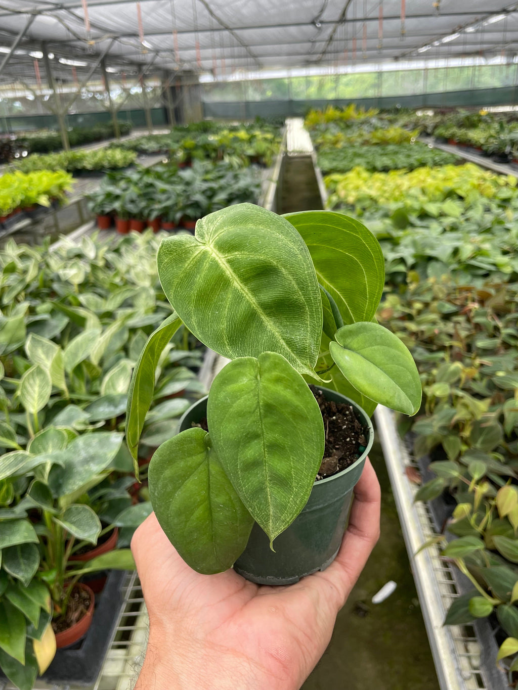 Syngonium Ice Frost