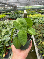 Syngonium Ice Frost