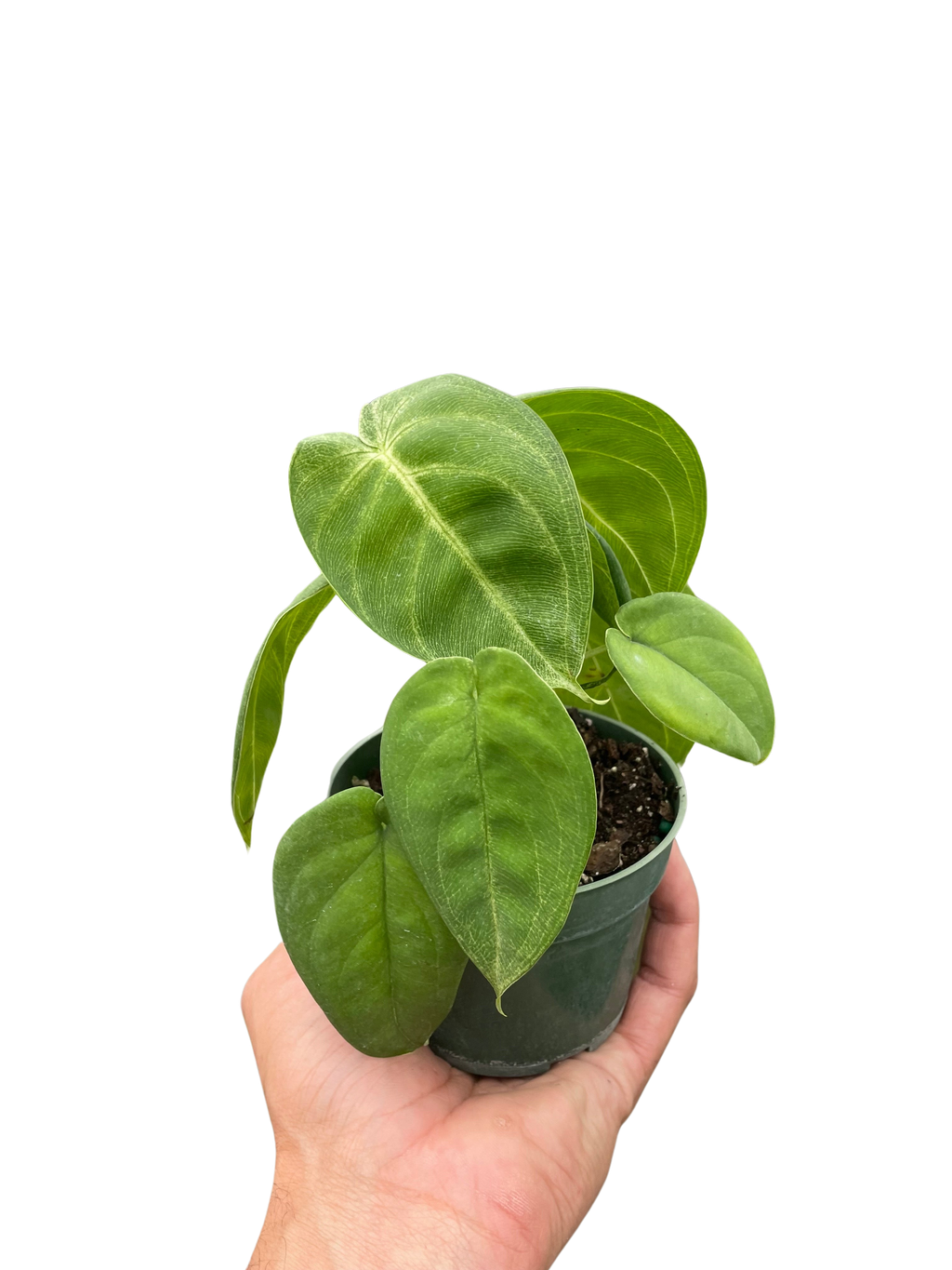 Syngonium Ice Frost