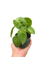 Syngonium Ice Frost