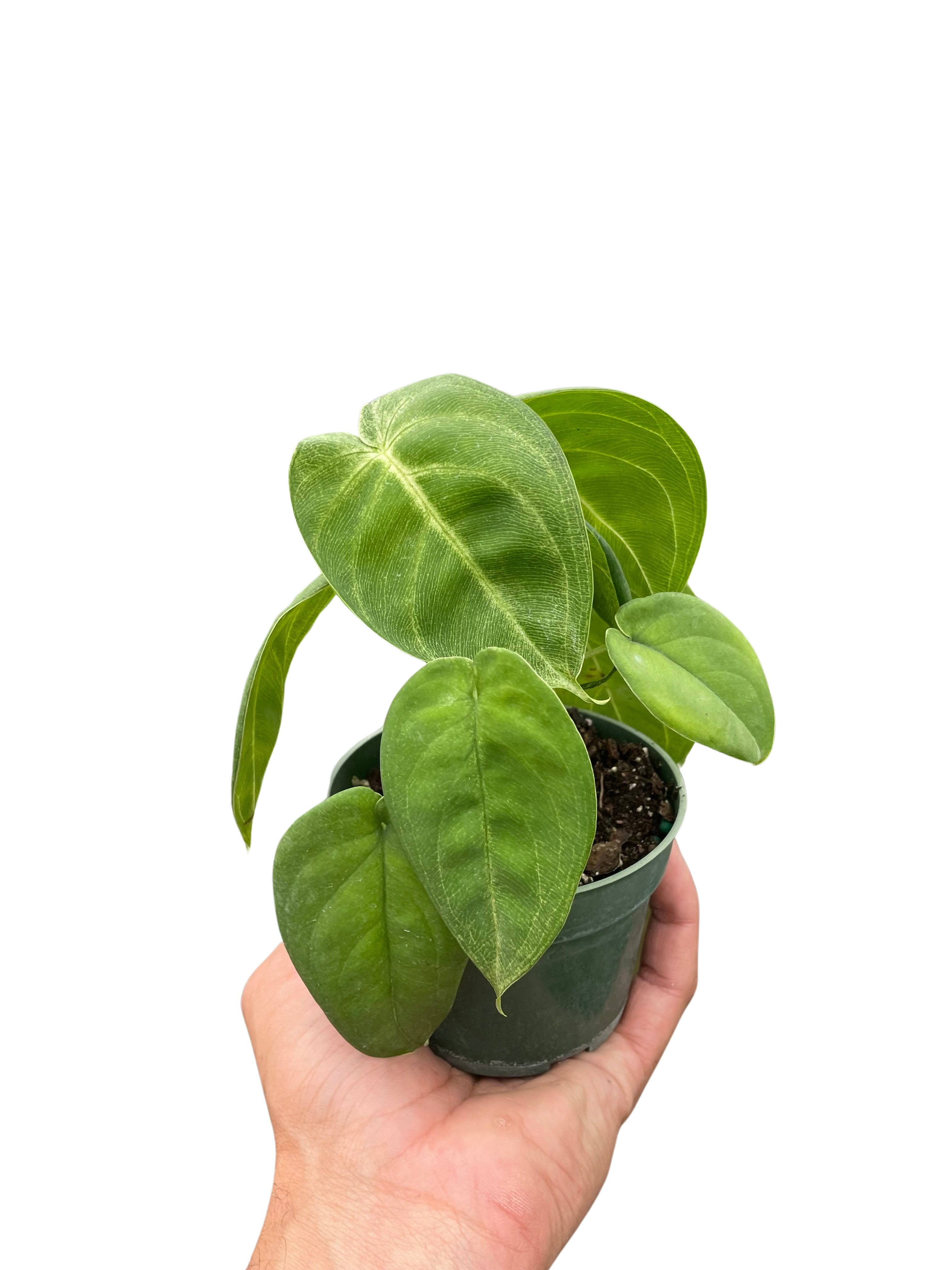 Syngonium Ice Frost