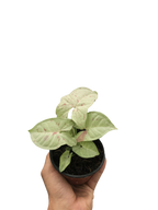 Syngonium Milk Confetti