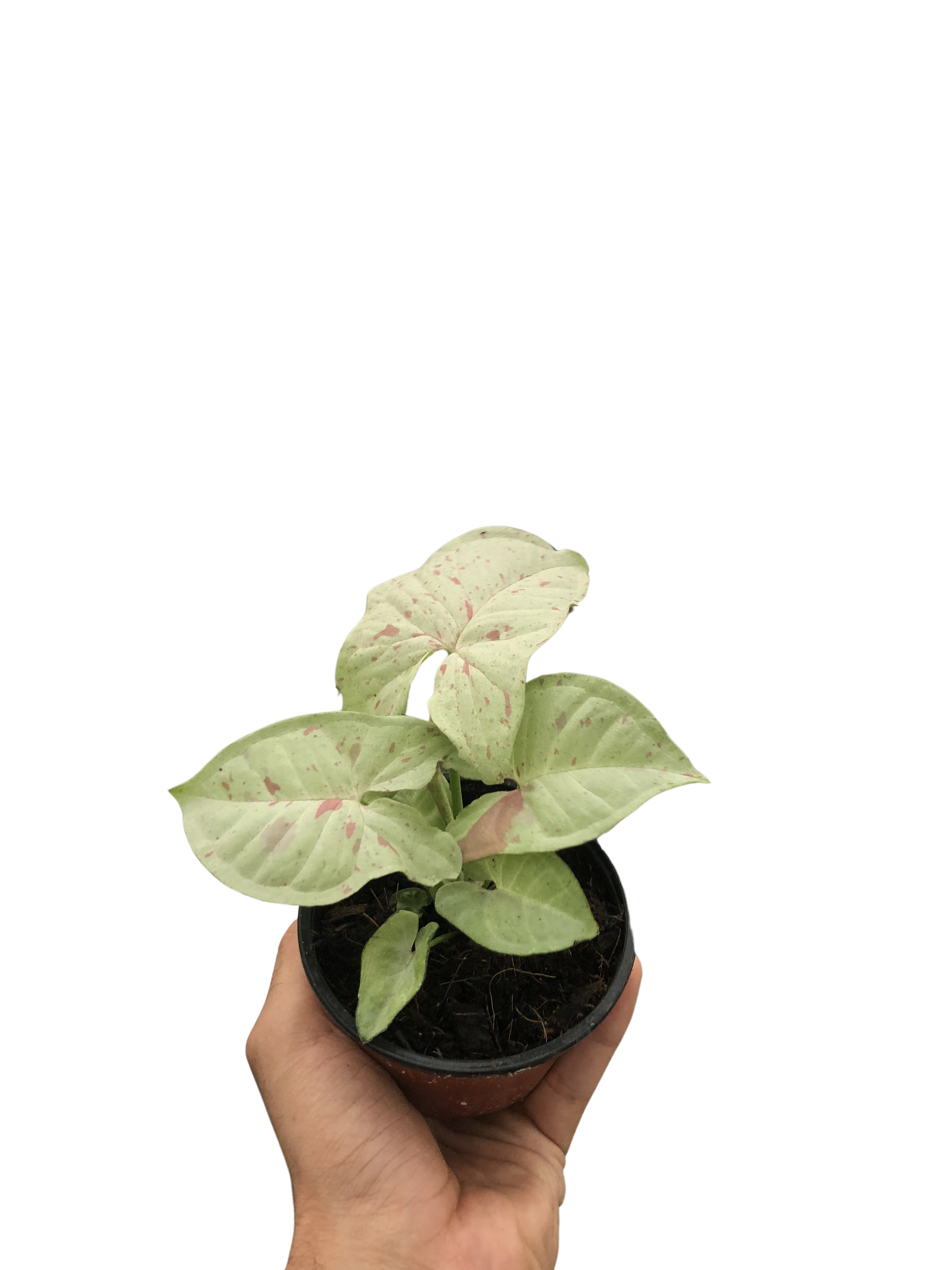 Syngonium Milk Confetti