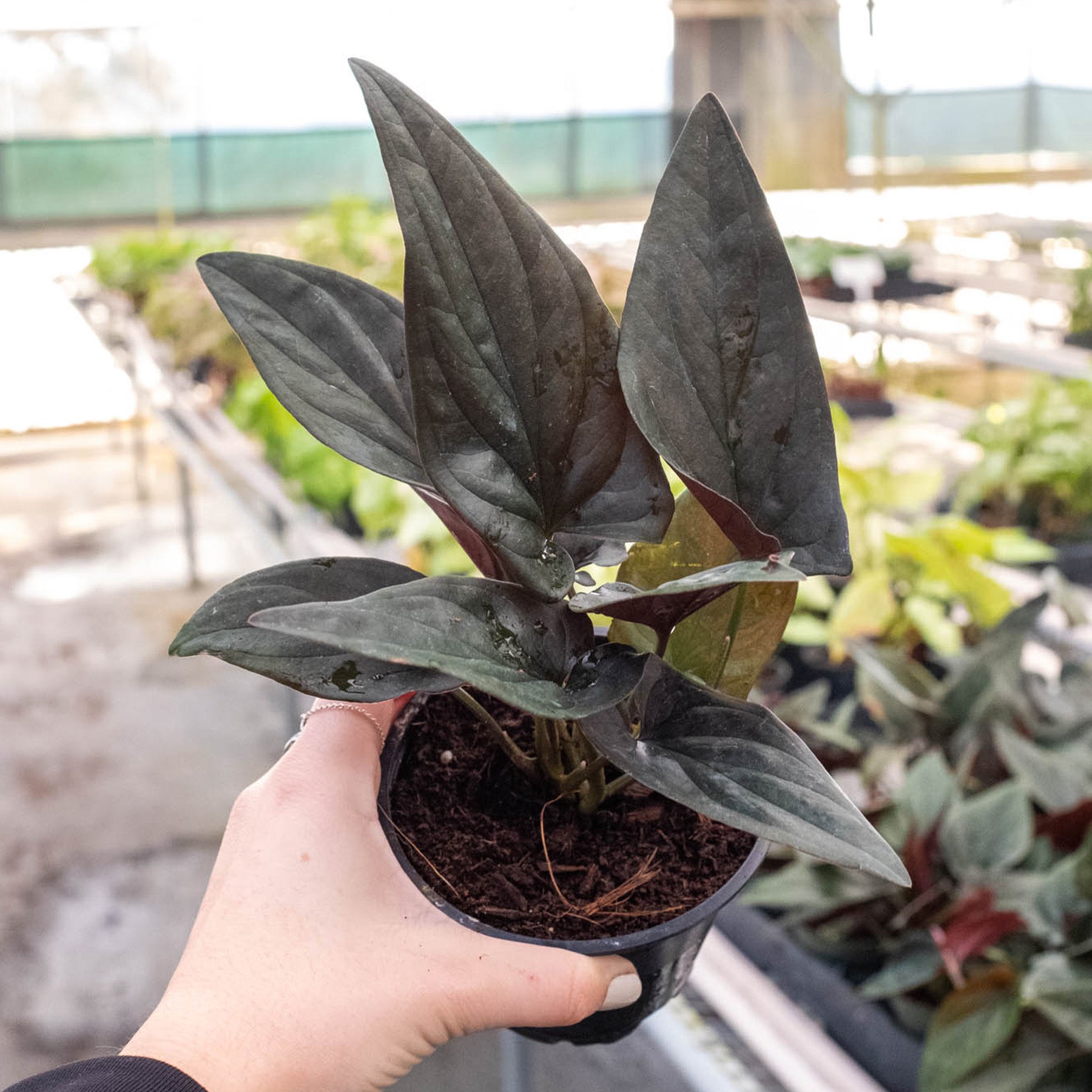 Syngonium Red Arrow 1