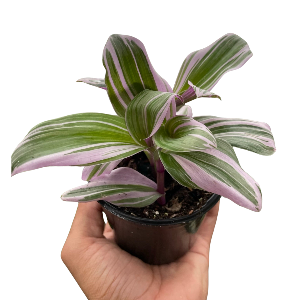 Tradescantia Nanouk