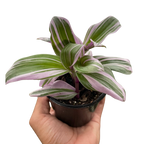 Tradescantia Nanouk