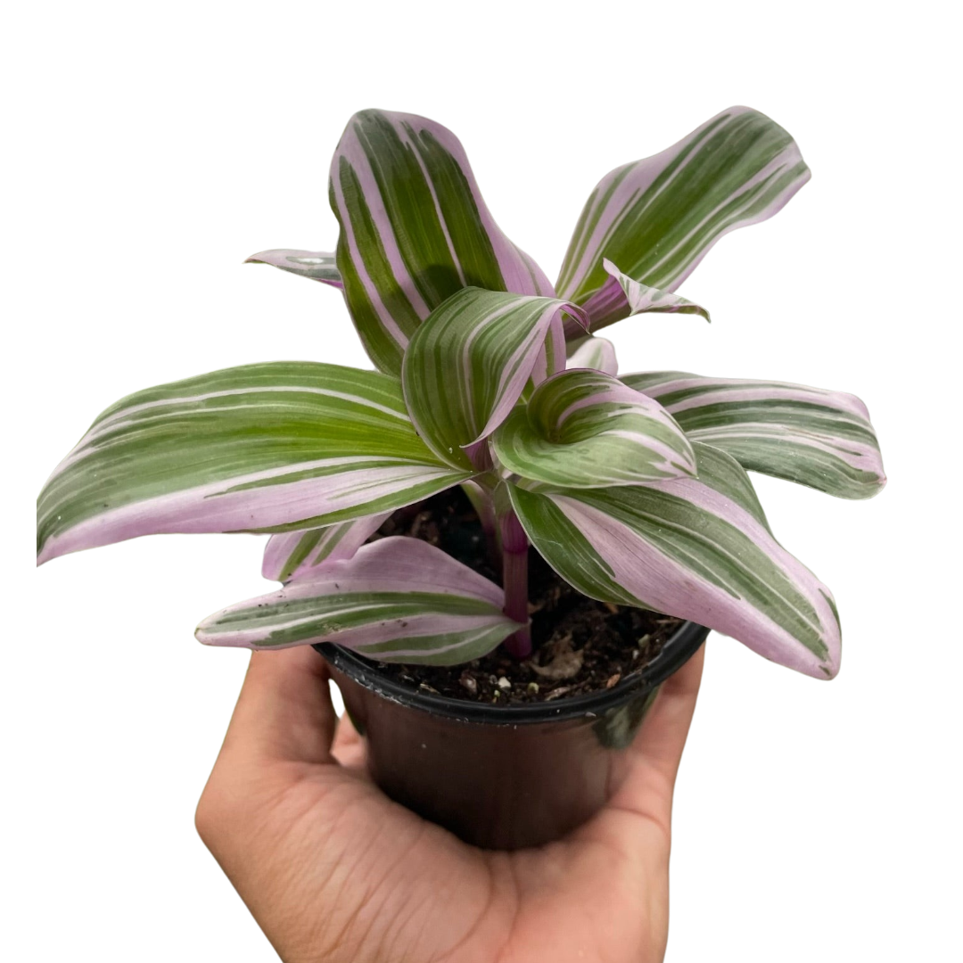 Tradescantia Nanouk