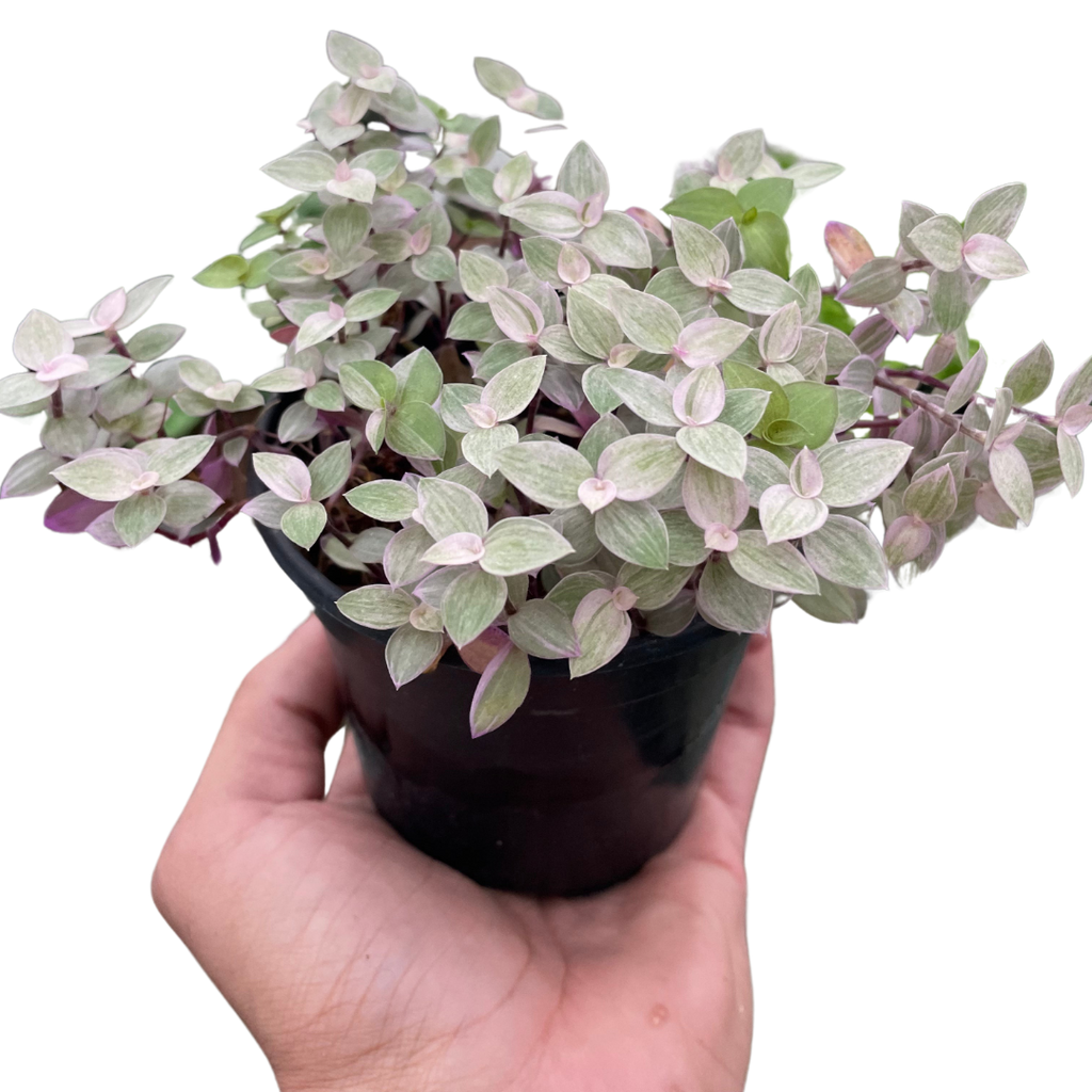 Tradescantia Callisia Pink Panther
