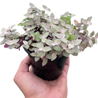 Tradescantia Callisia Pink Panther