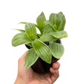 Tradescantia Sanna