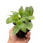Tradescantia Sanna