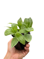 Tradescantia Sanna