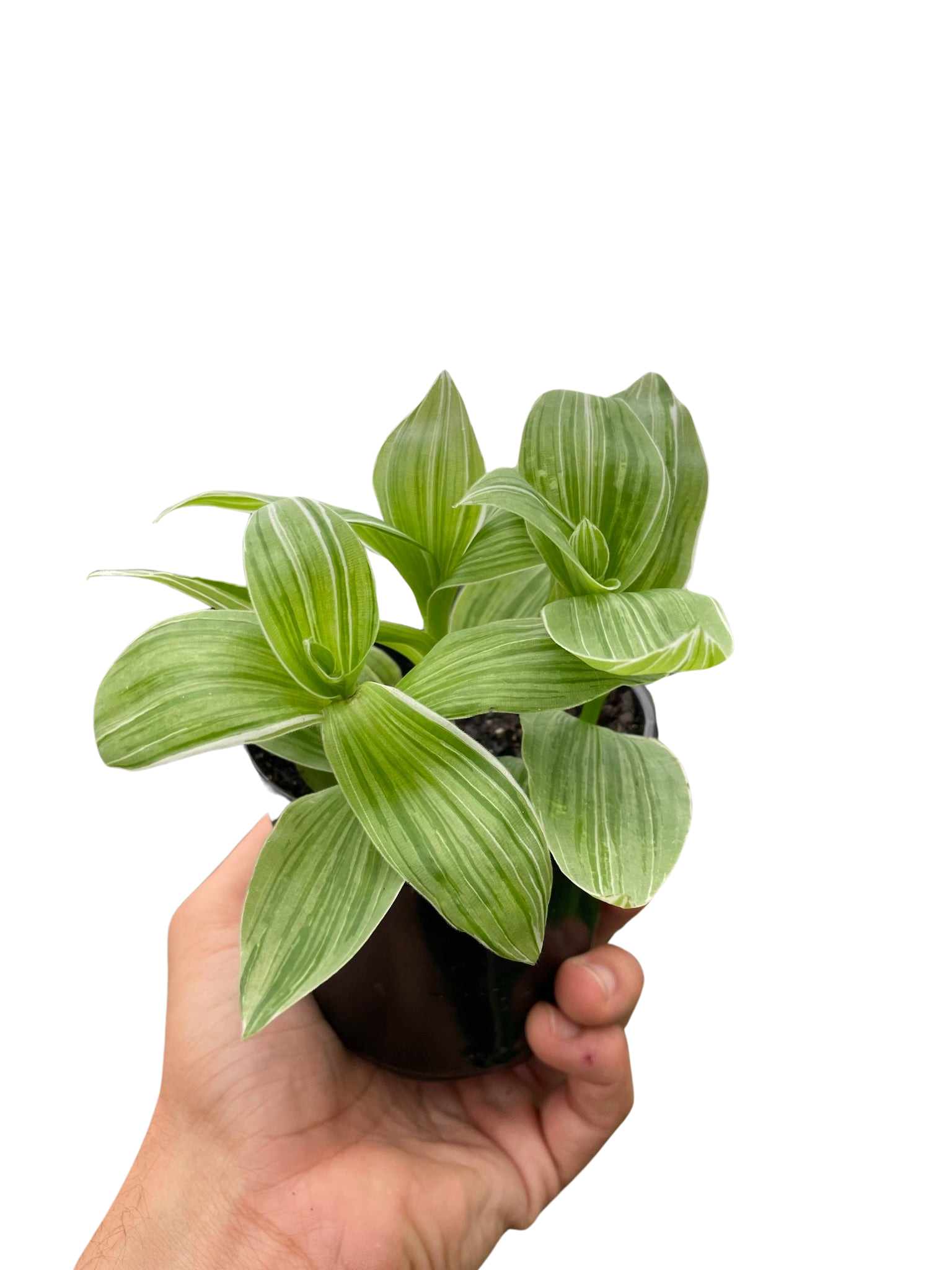 Tradescantia Sanna