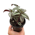 Tradescantia Zebrina Wandering Dude