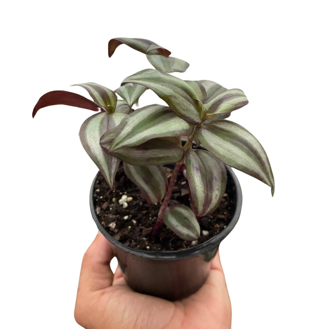 Tradescantia Zebrina Wandering Dude