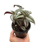 Tradescantia Zebrina Wandering Dude