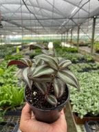 Tradescantia Zebrina Wandering Dude