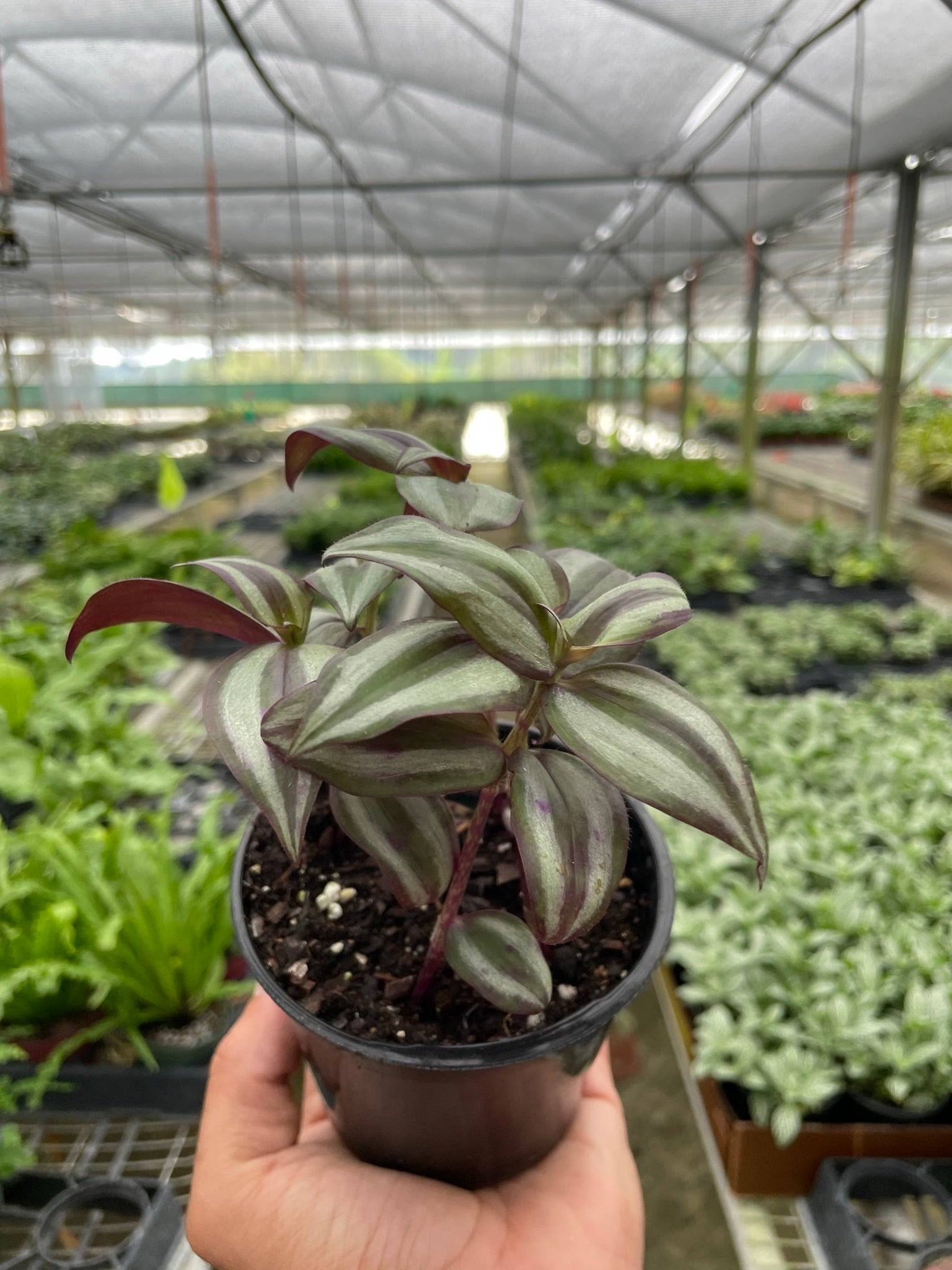 Tradescantia Zebrina Wandering Dude