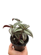 Tradescantia Zebrina Wandering Dude