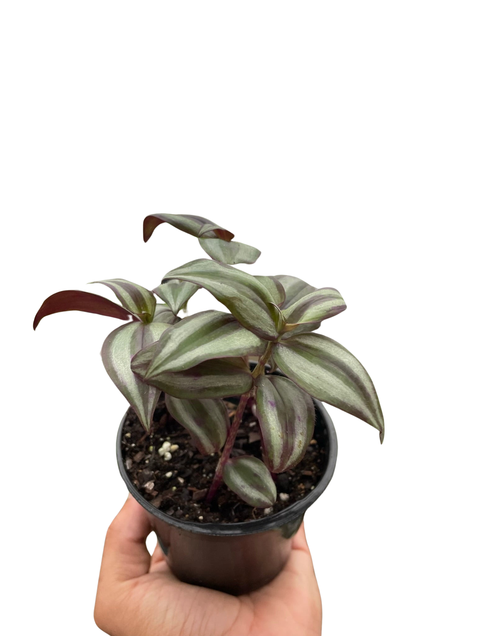 Tradescantia Zebrina Wandering Dude