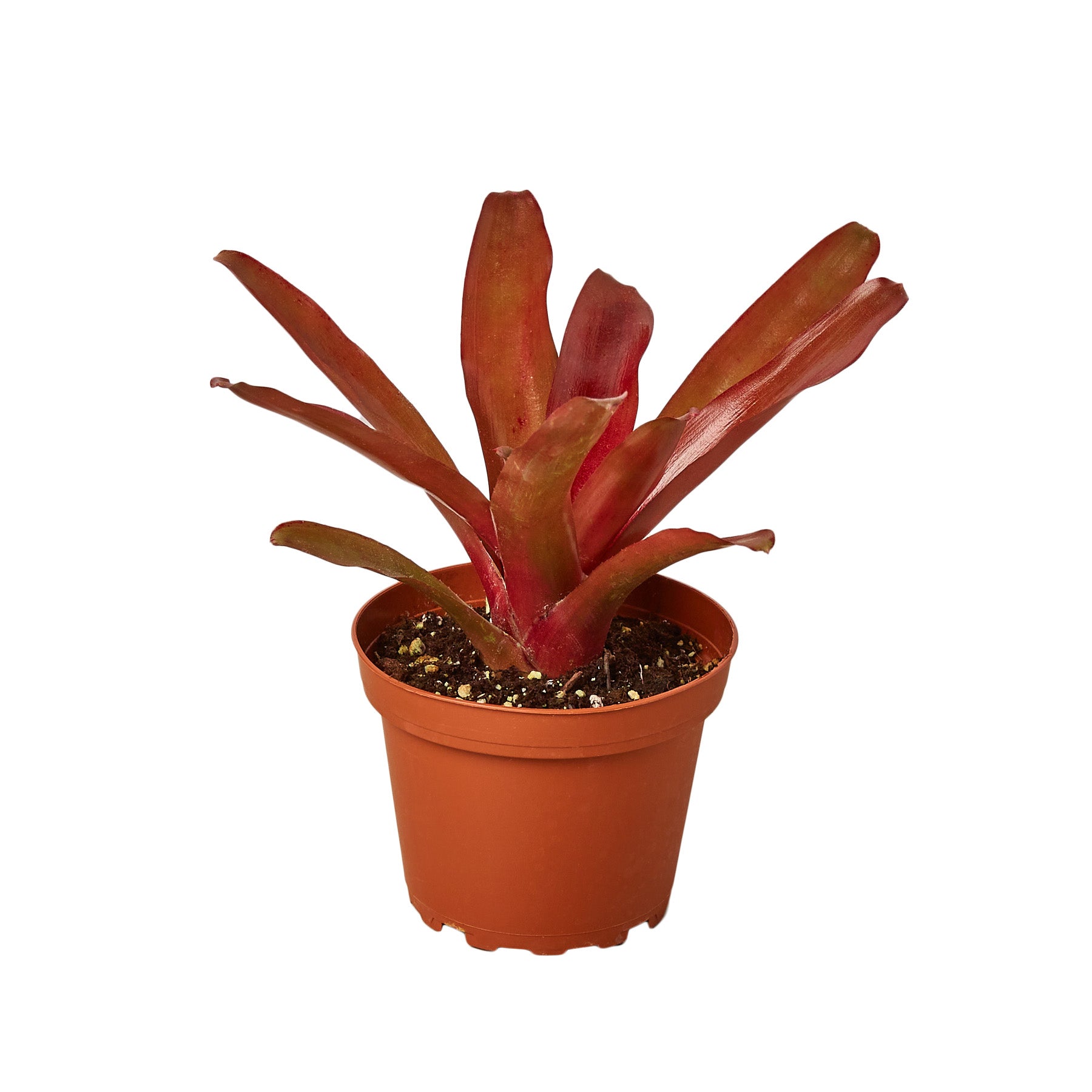 Bromeliad Fireball