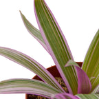 Oyster Plant Moses In The Cradle