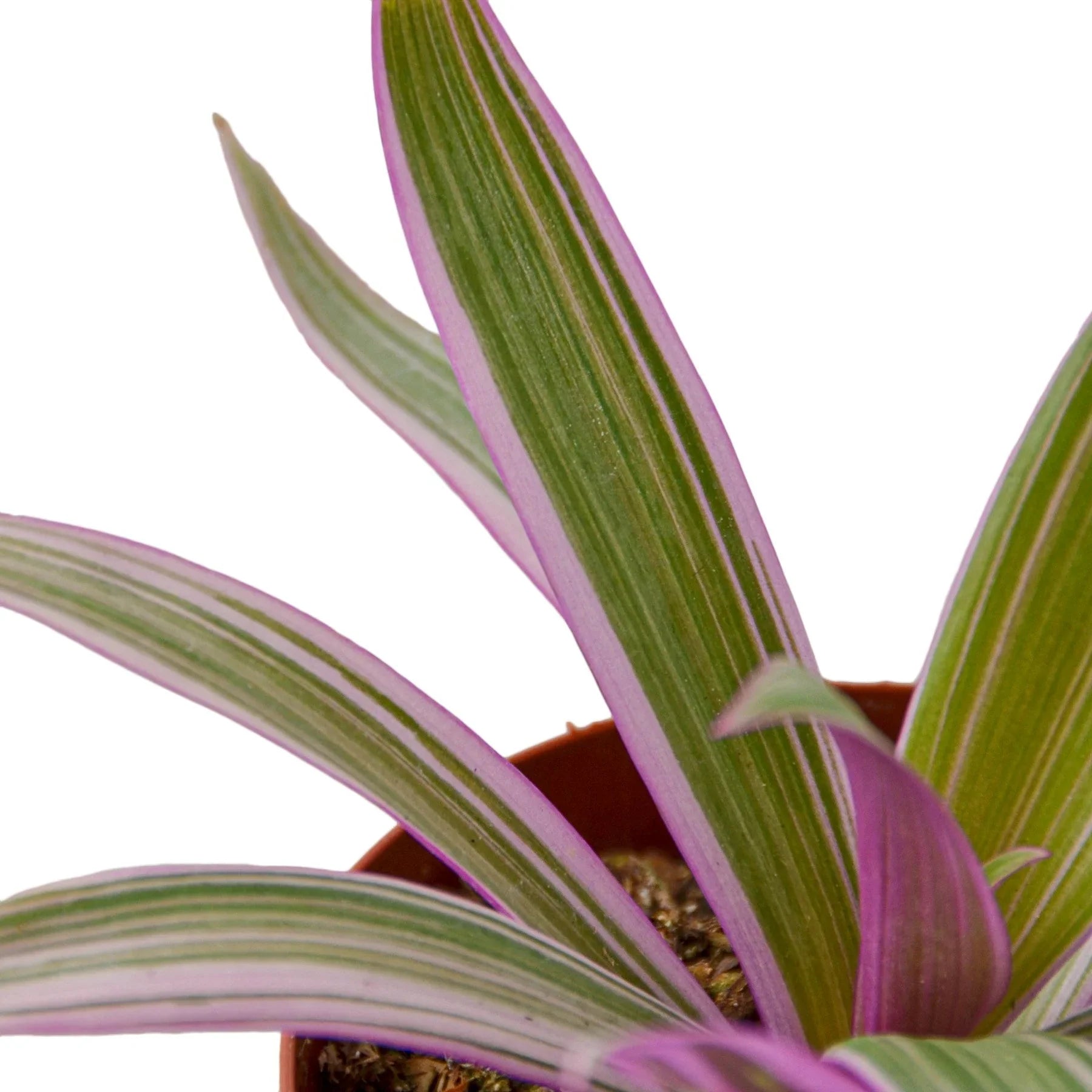 Oyster Plant Moses In The Cradle