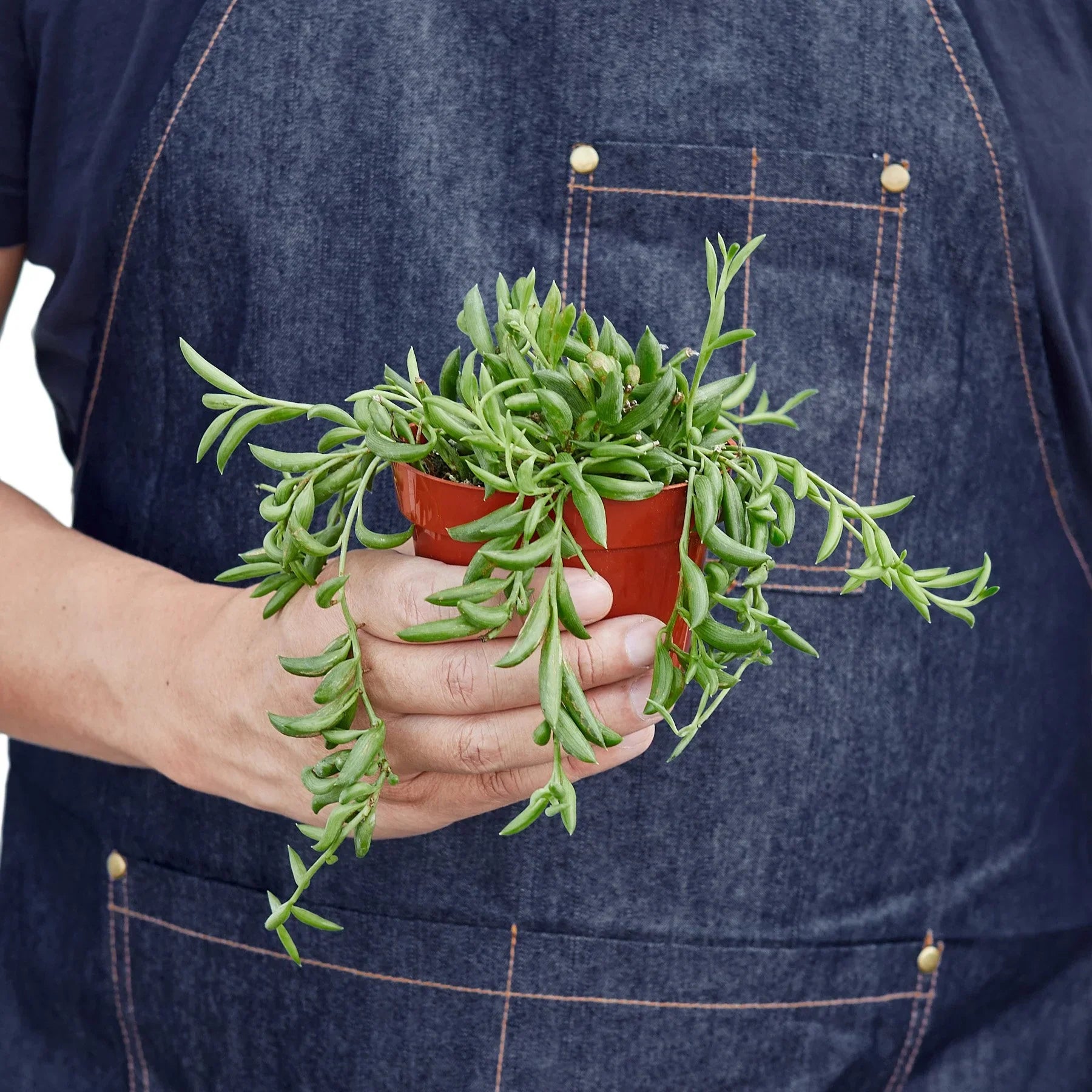 Succulent String Of Bananas