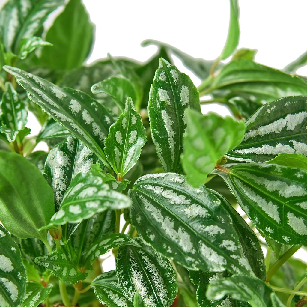 Pilea Aluminum
