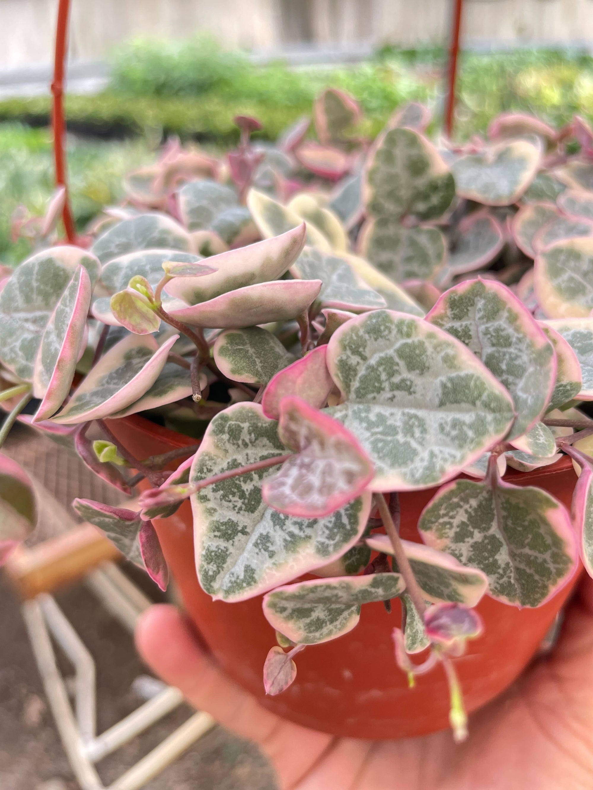 String Of Hearts Variegated