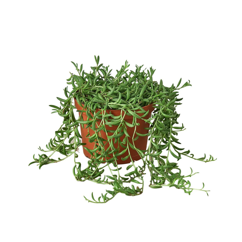 Succulent String Of Bananas