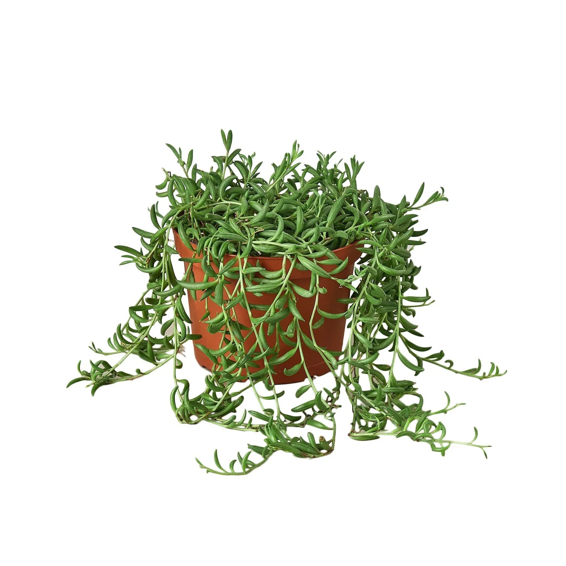Succulent String Of Bananas