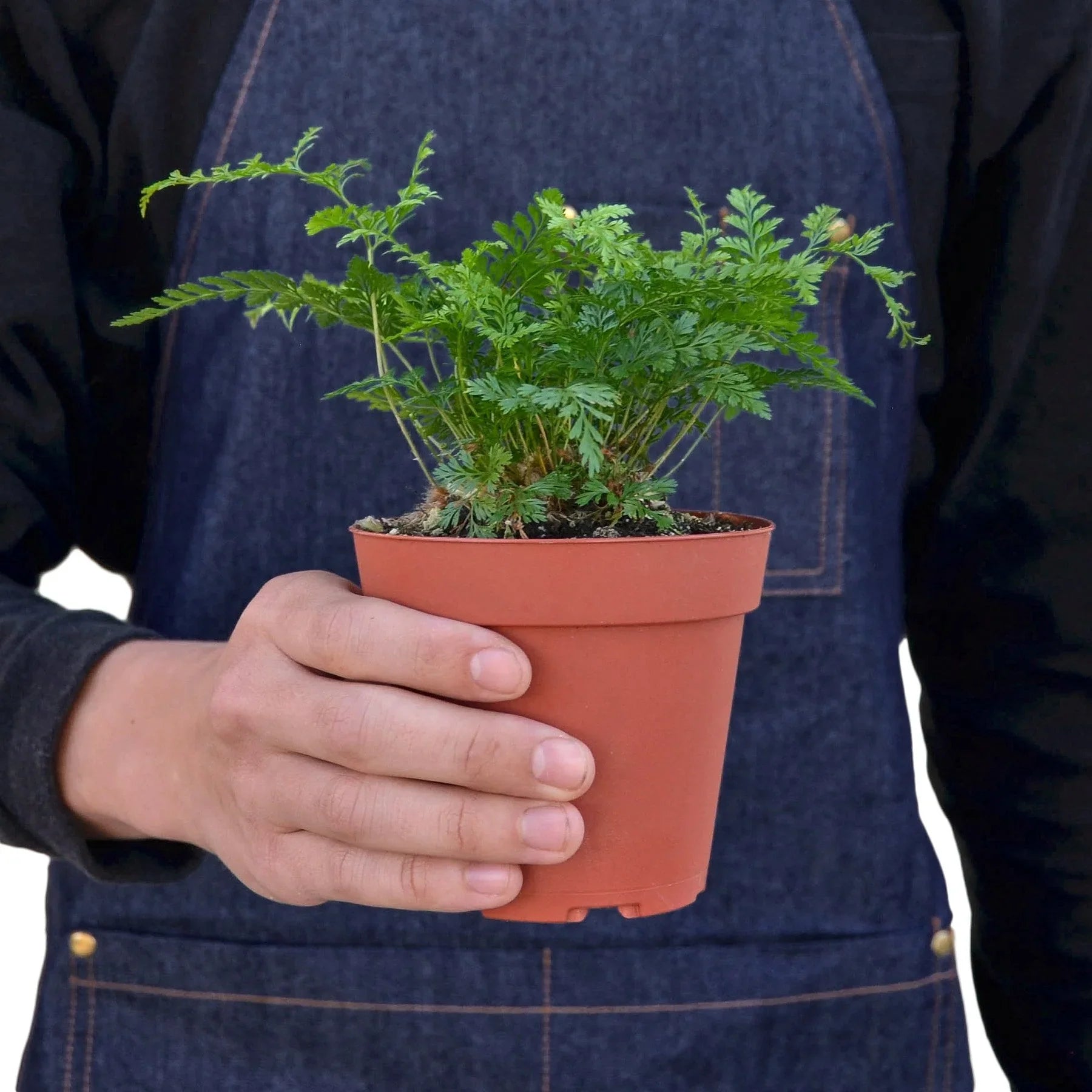 Rabbits Foot Fern