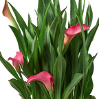 Calla Lily