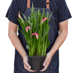 Calla Lily