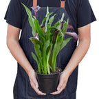 Calla Lily