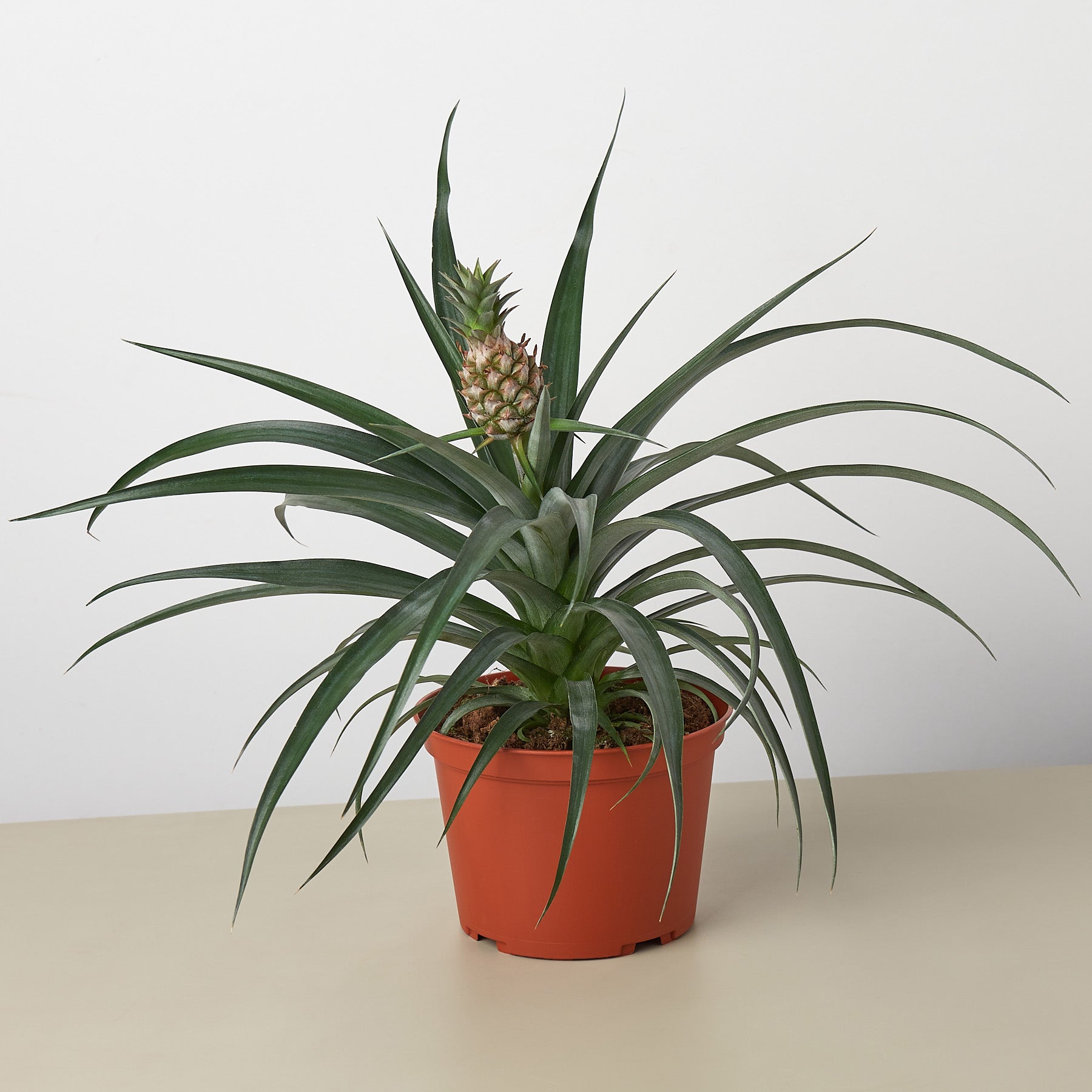 Bromeliad Yellow Pineapple 6 Pot