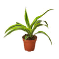 Dracaena Deremensis Lemon Lime