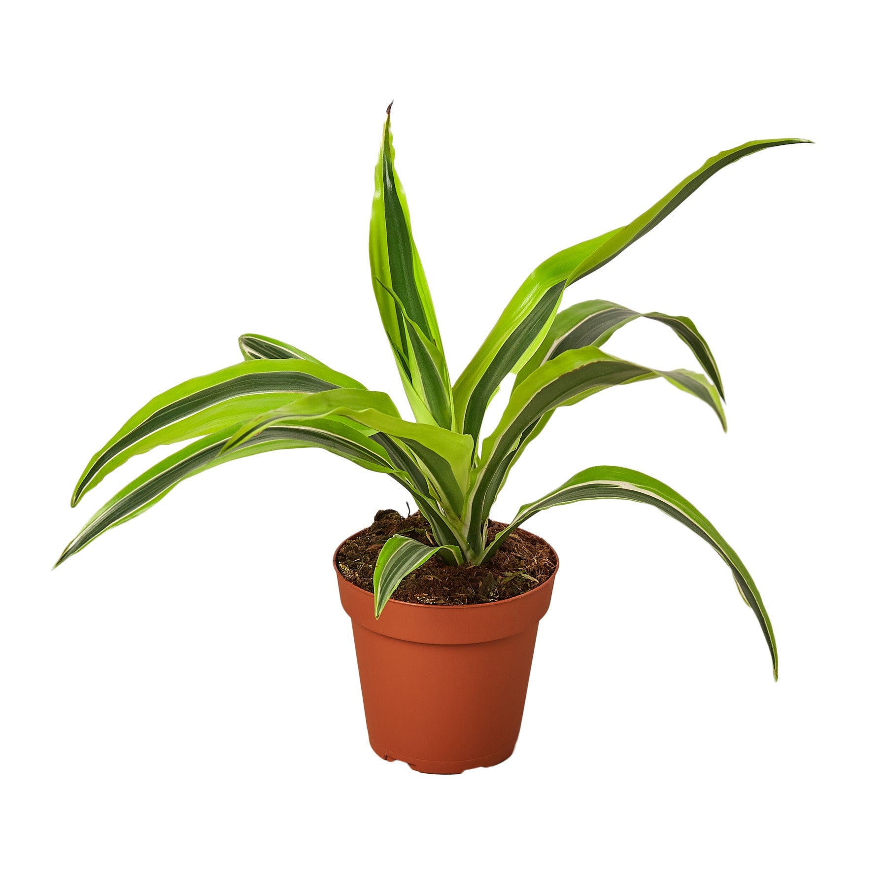 Dracaena Deremensis Lemon Lime