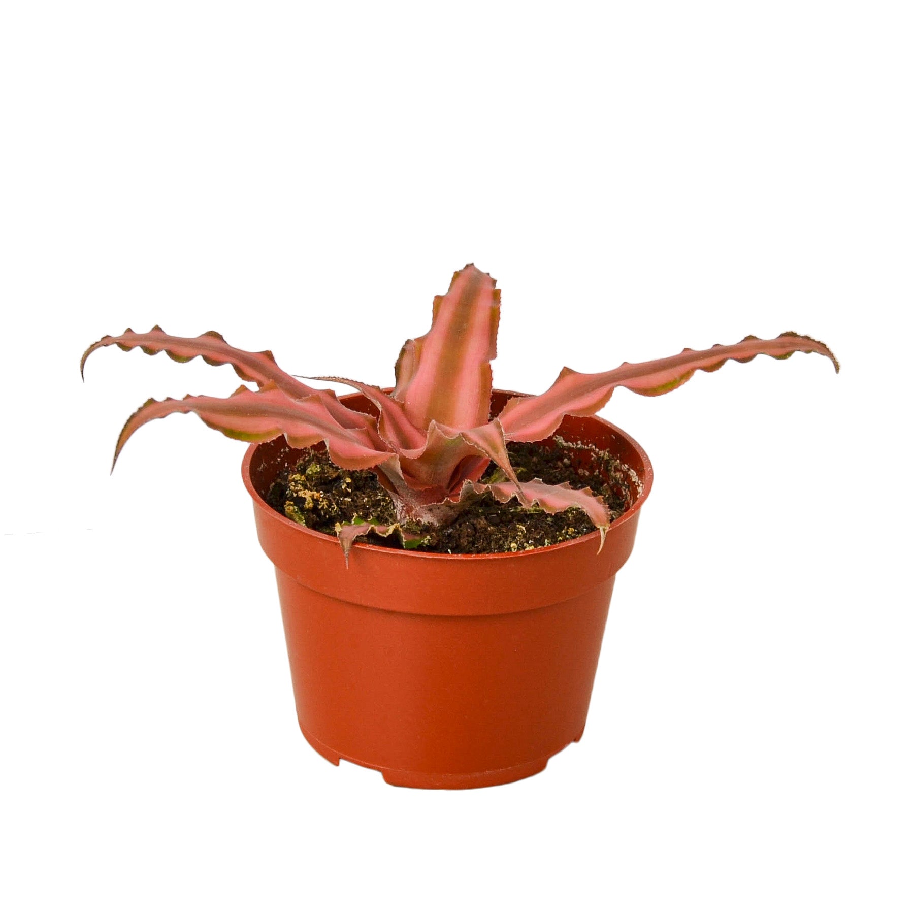 Cryptanthus Pink Star 4 Pot