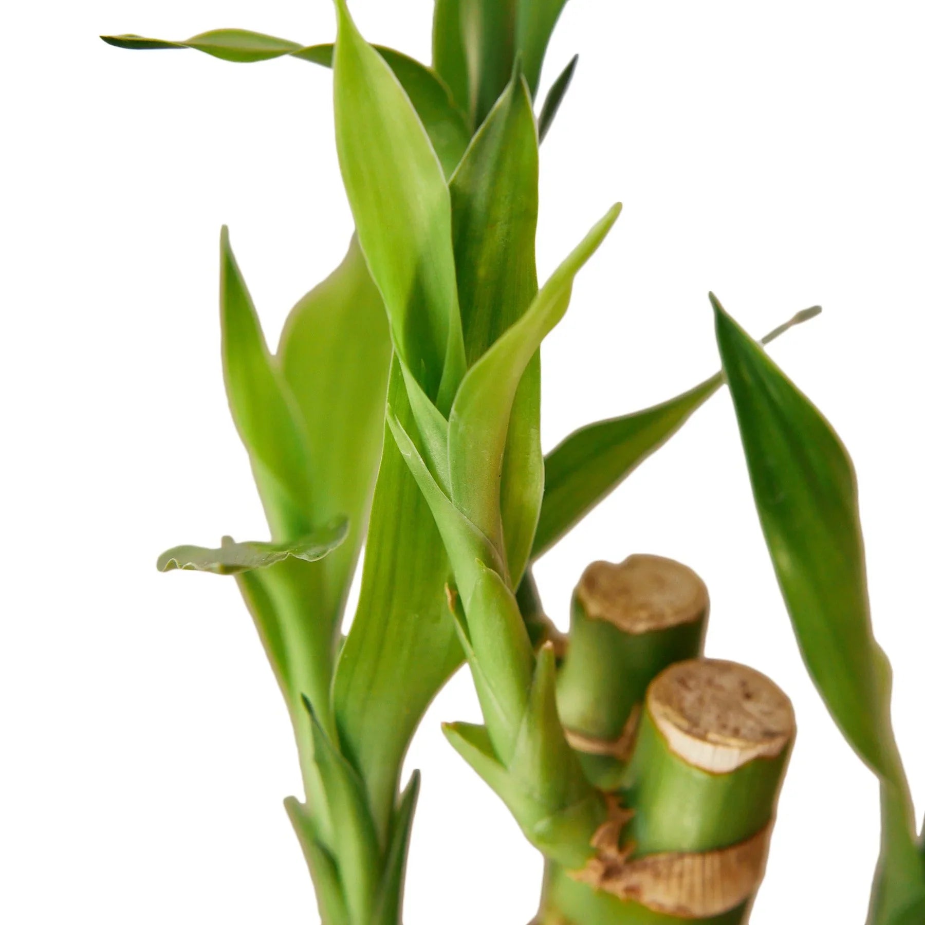 Dracaena Lucky Bamboo